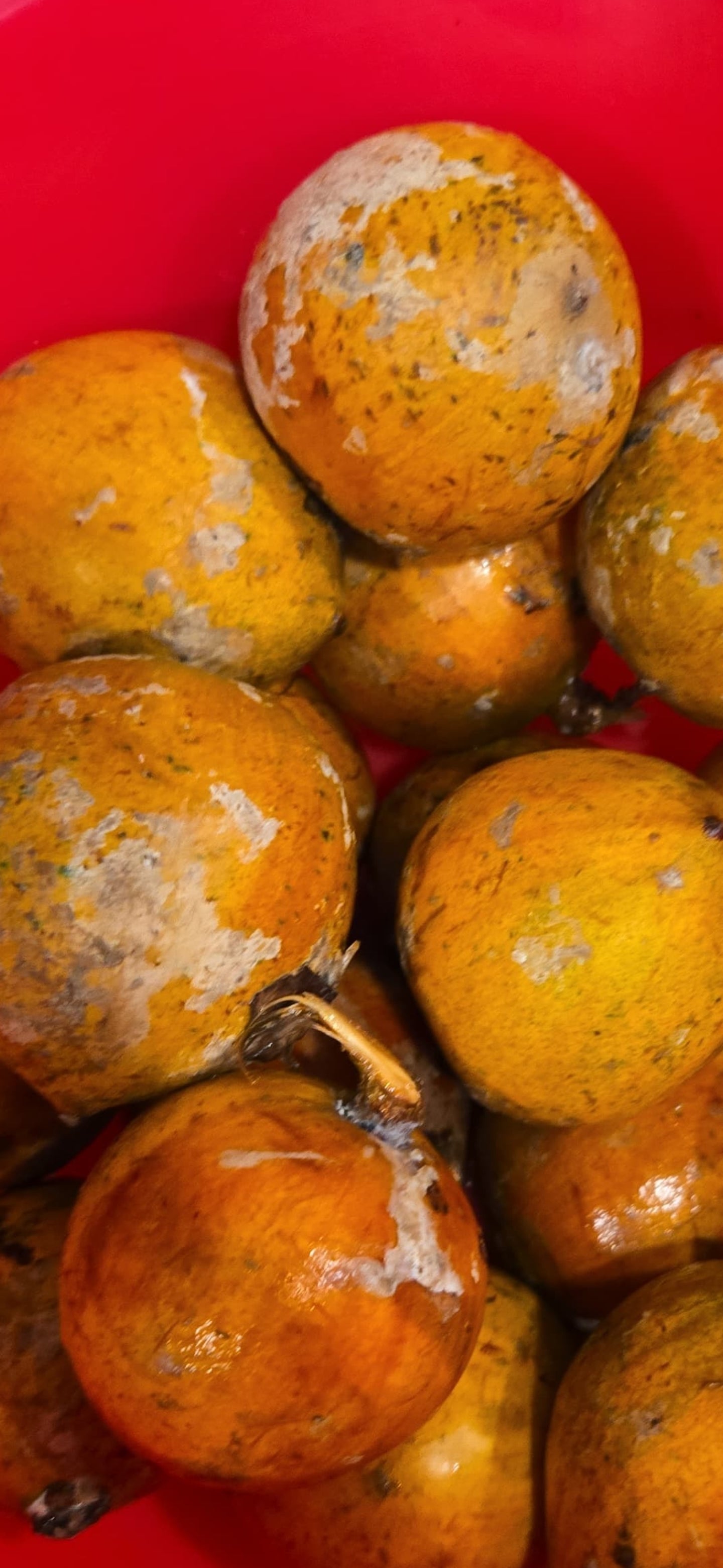 Agbalumo Star apple