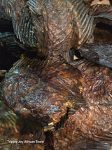 Mangala fish