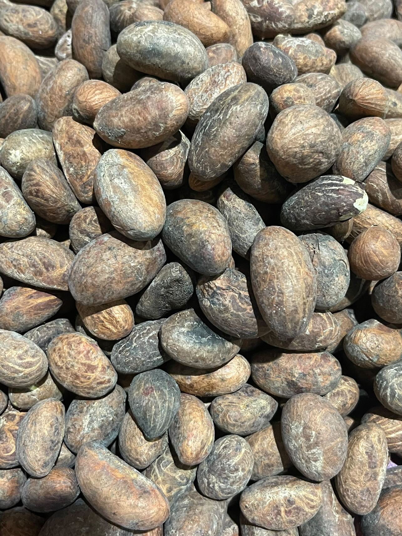 Fresh organics African bitter kola Orogbo110g 5oz
