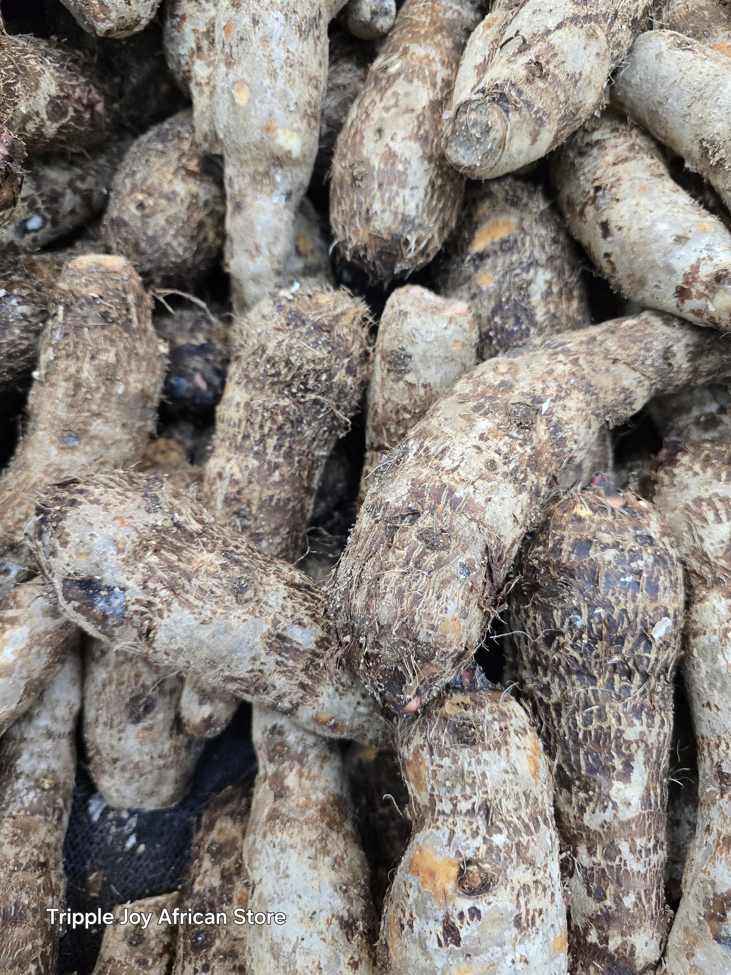 Cocoyam Taro