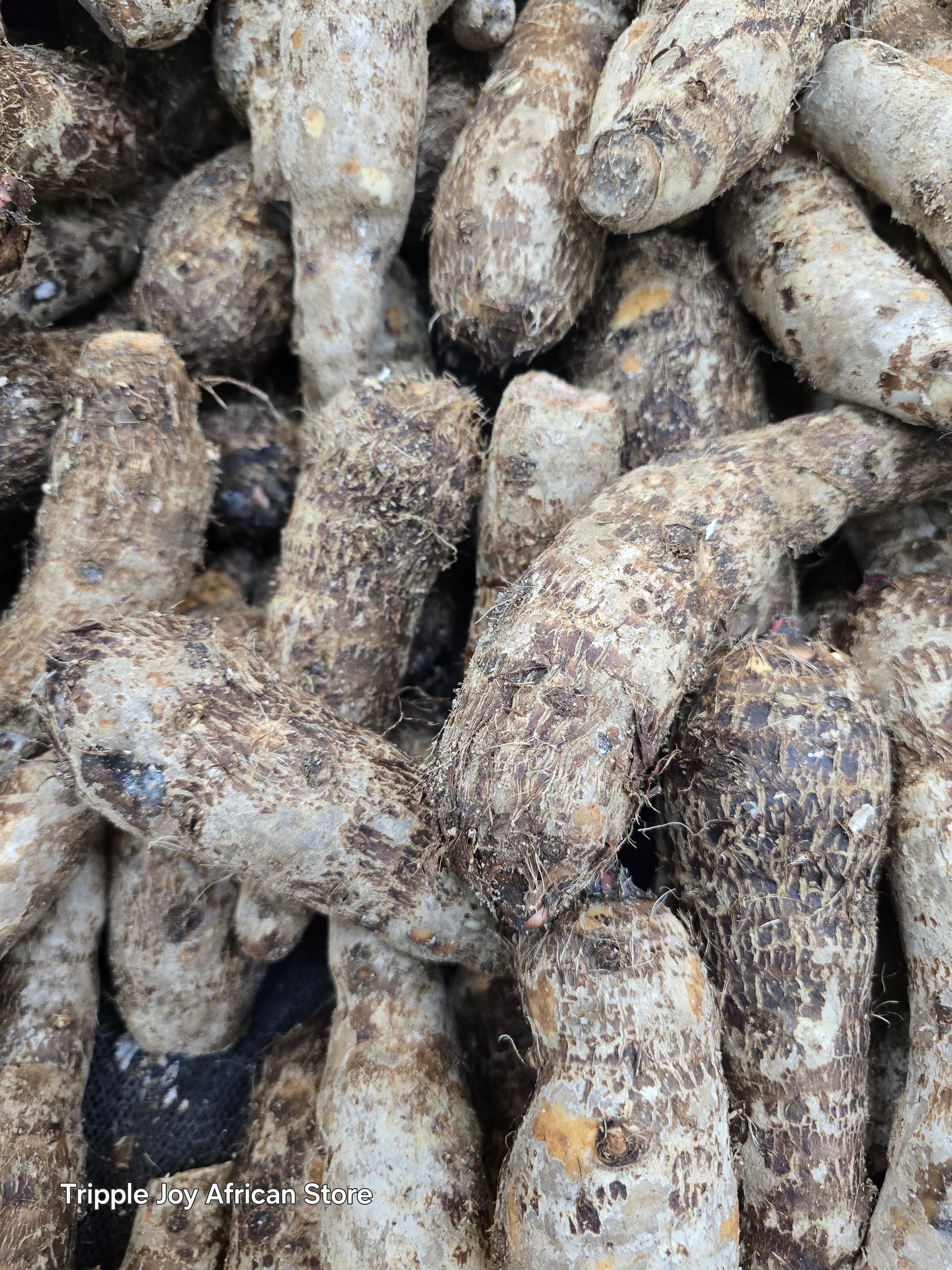 Cocoyam Taro
